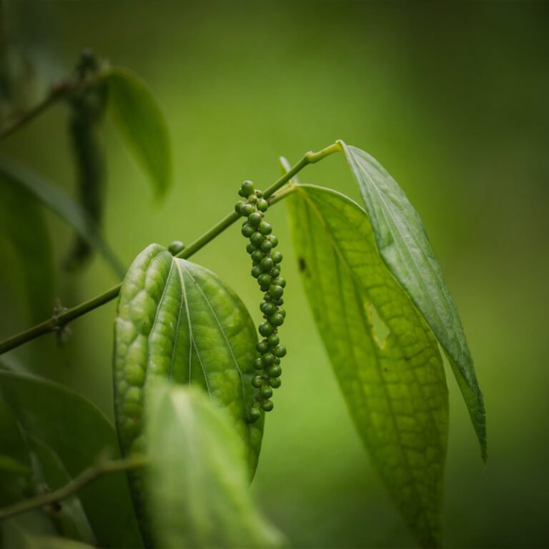 Black pepper is one of the most important and widely used spices in the world
